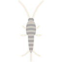 Animal, insect, Animals, plague, Infestation, Lepisma, Entomology, Silverfish Black icon