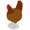 Animals, Farm, rural, Animal, bird, chicken, hen SaddleBrown icon