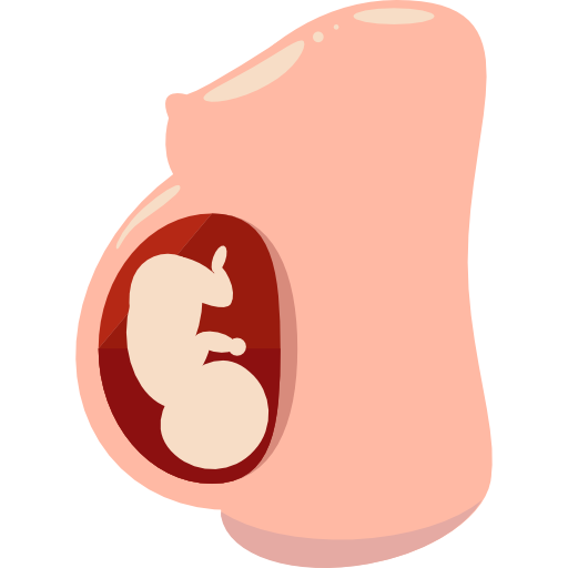 Female Reproductive System PNG