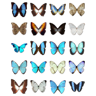 Morpho Butterfly icon packages