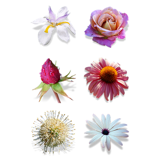 Flowers Vol. 2 icon packages