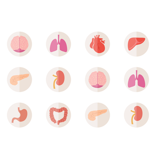 Human body icon packages